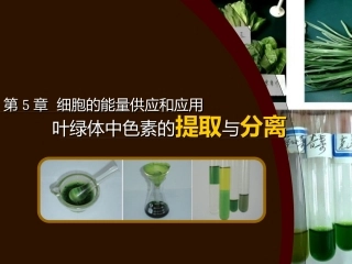 叶绿体中色素的提取与分离