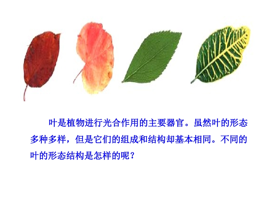 叶是植物进行光合作用的主要器官_第2页