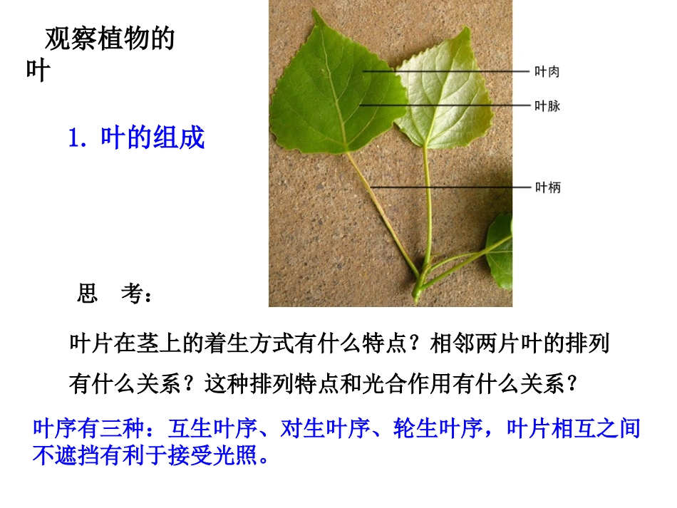 叶是植物进行光合作用的主要器官_第3页