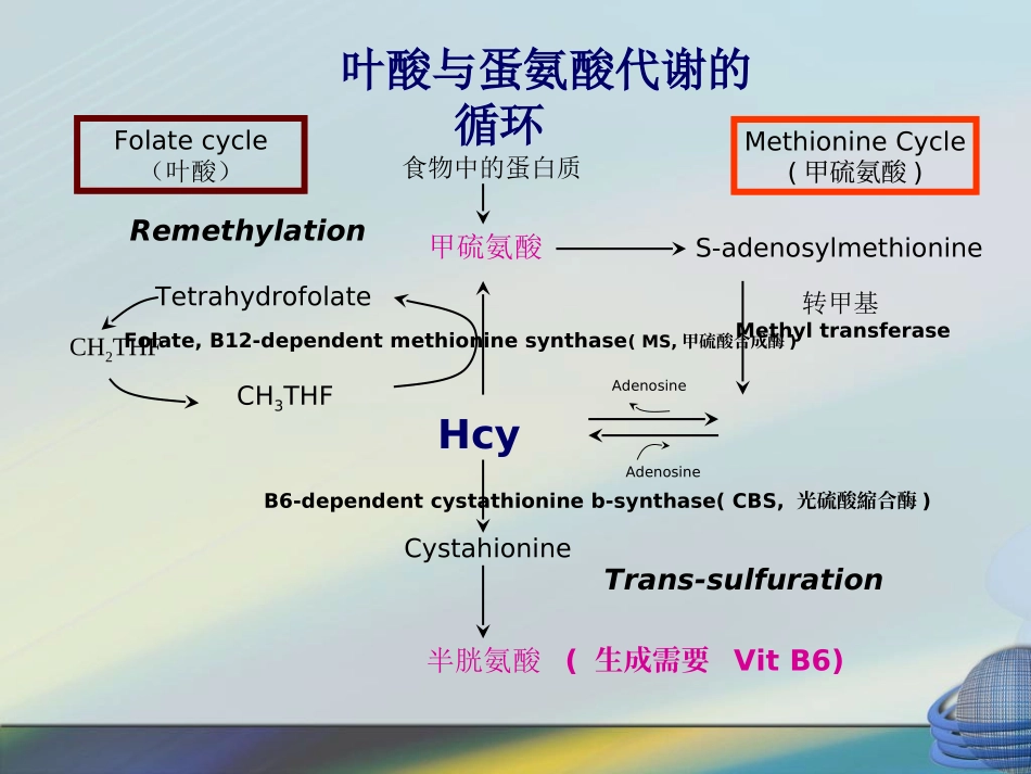 叶酸检测临床意义_第3页