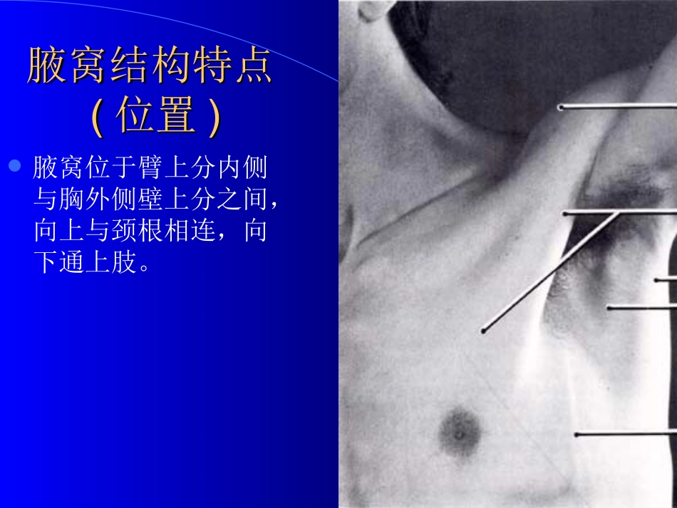 腋窝结构特点位置_第1页
