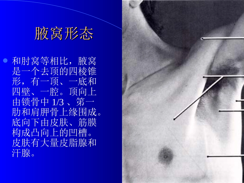 腋窝结构特点位置_第2页