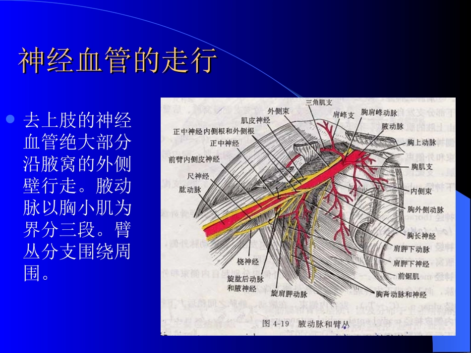 腋窝结构特点位置_第3页