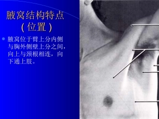 腋窝结构特点位置