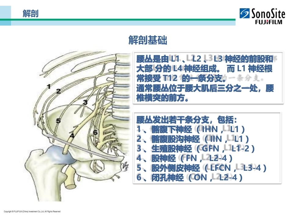 医学超声引导下腰丛神经阻滞课件_第3页
