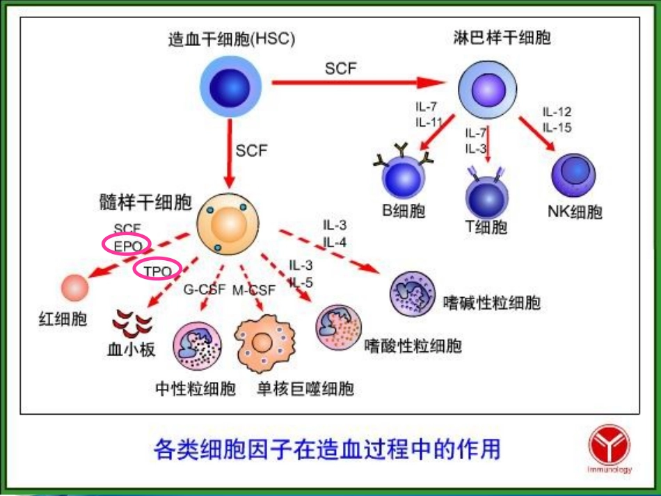 医学课件特比澳产品介绍_第3页