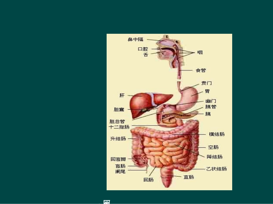 医学课件先天性肠旋转不良的临床特点及各种影像诊断方式价值探讨_第3页