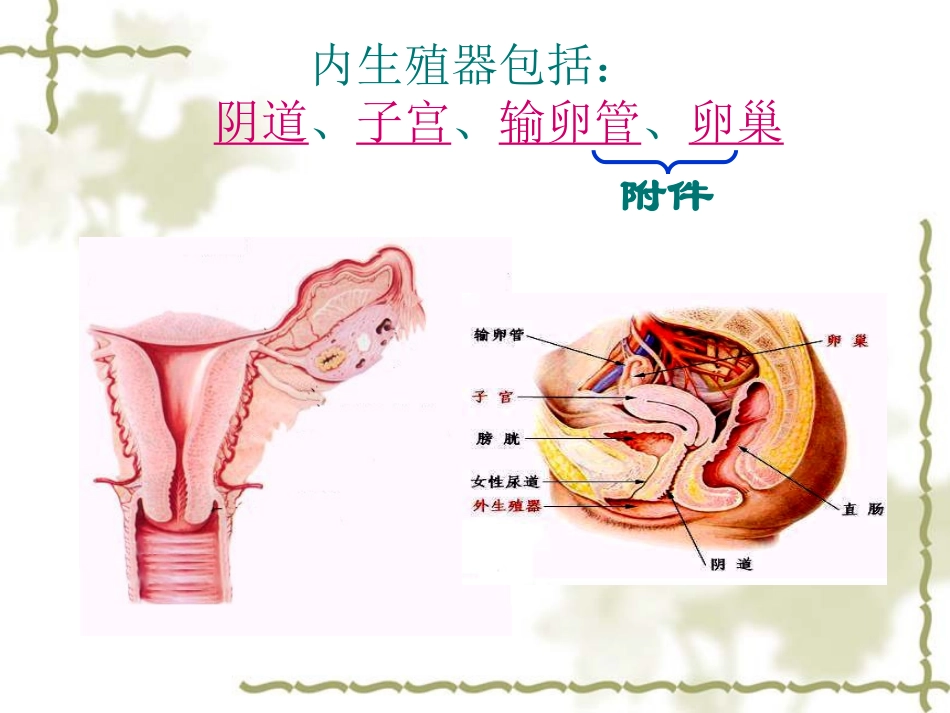 医学女性内生殖系统解剖培训课件_第2页