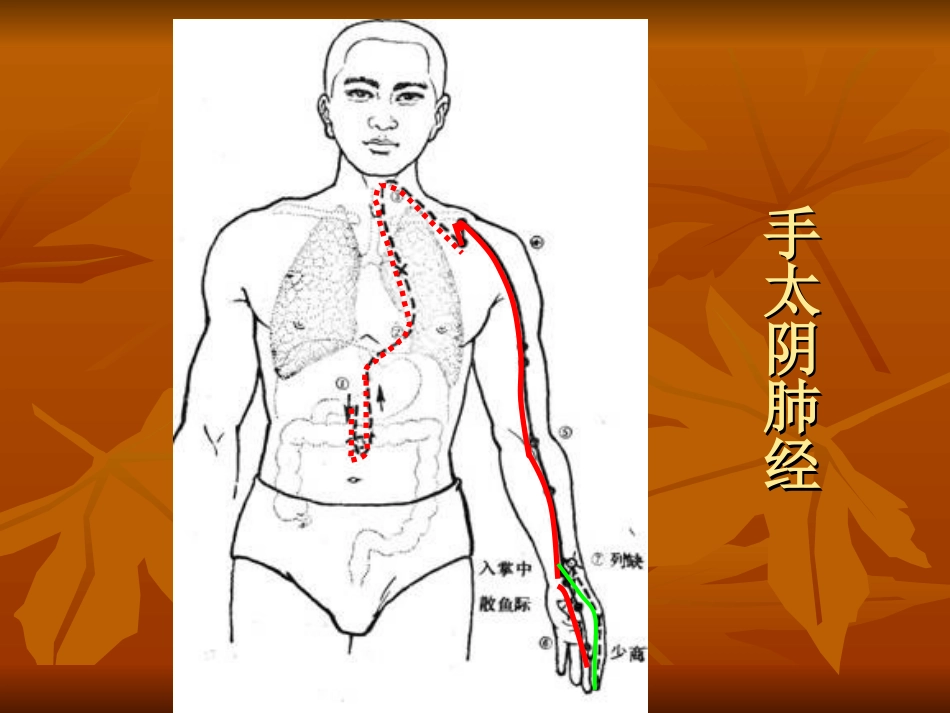 医学十二经脉循行示意专题培训课件_第2页