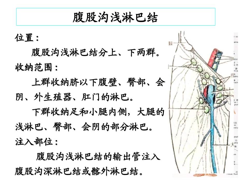 医学下肢血管肌肉神经解剖_第2页