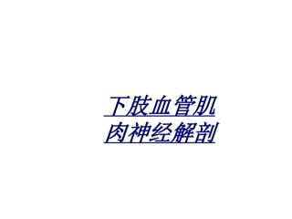 医学下肢血管肌肉神经解剖