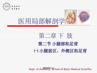 医用局部解剖学小腿前区外侧区和足背