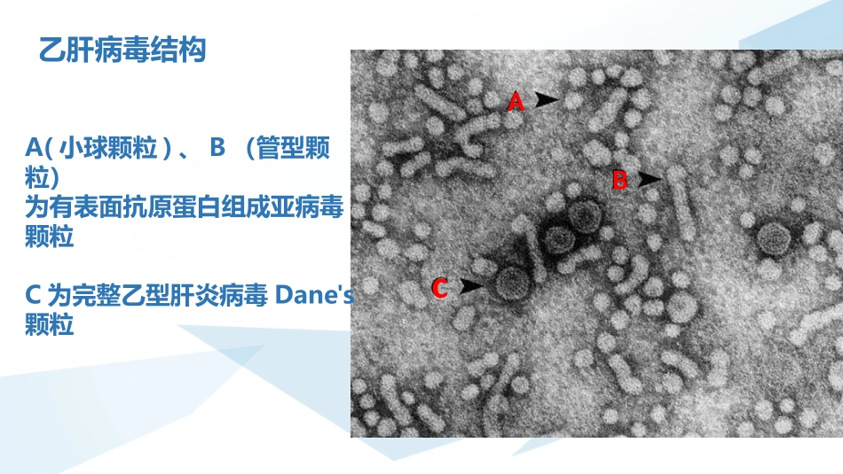乙肝病毒再激活_第2页