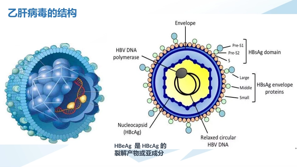 乙肝病毒再激活_第3页