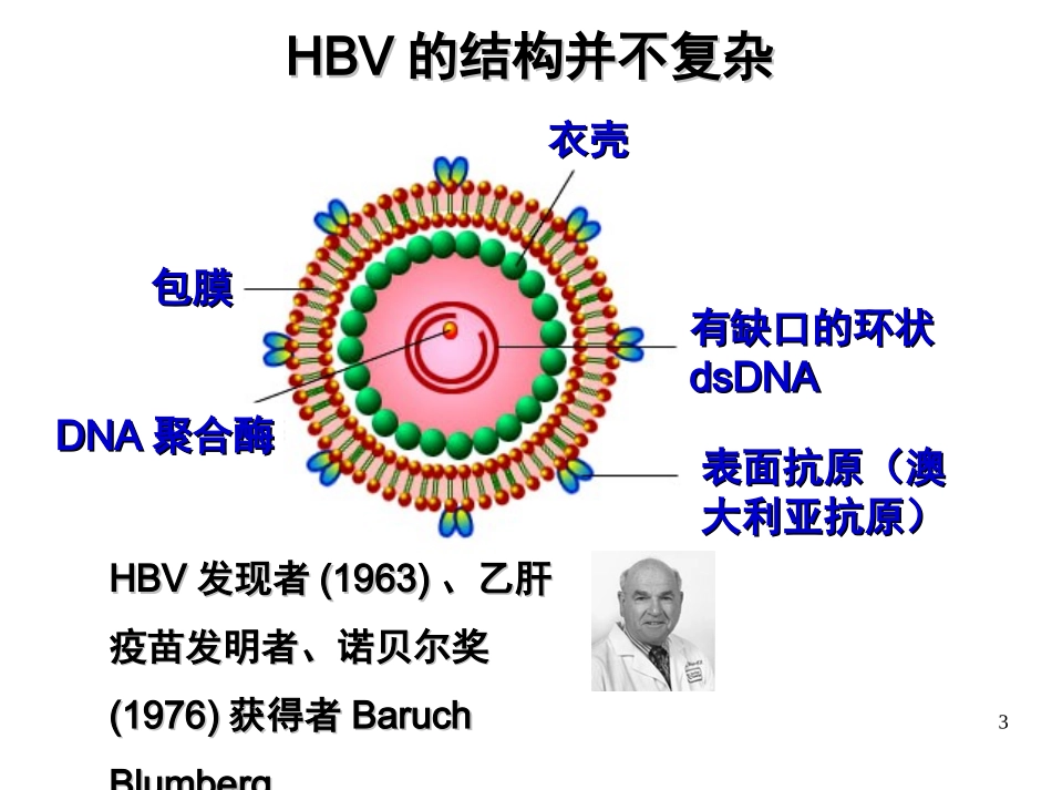 乙型肝炎病毒_第3页