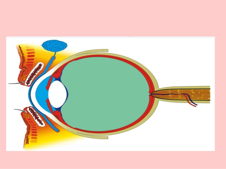 婴幼儿视力发育_第1页