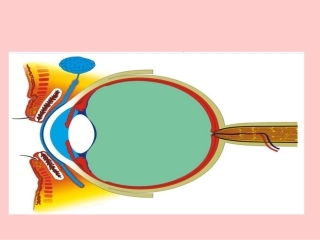 婴幼儿视力发育