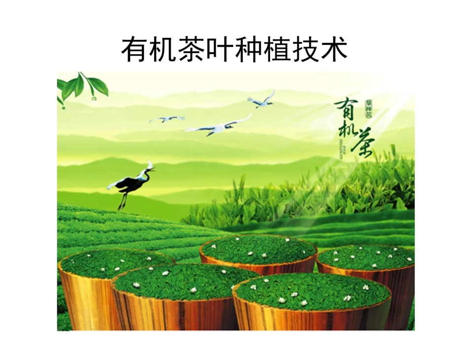 有机茶叶种植技术_第1页