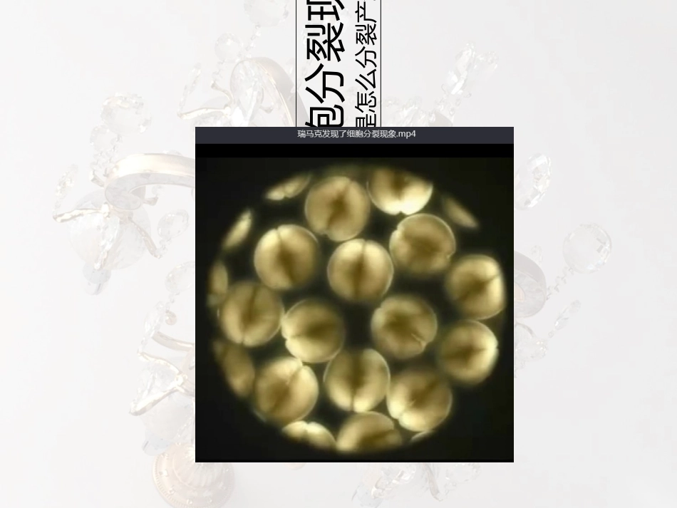 有丝分裂课件_第1页
