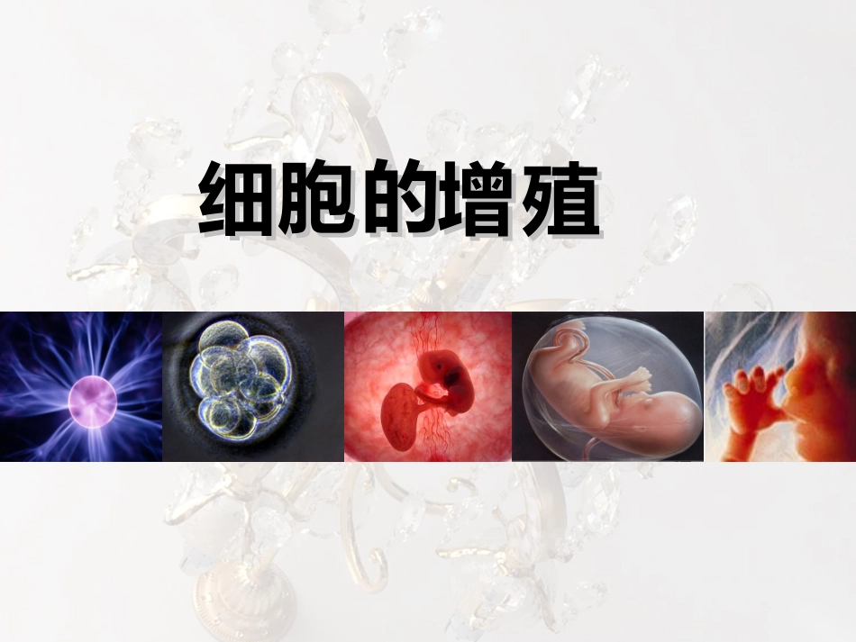 有丝分裂课件_第2页