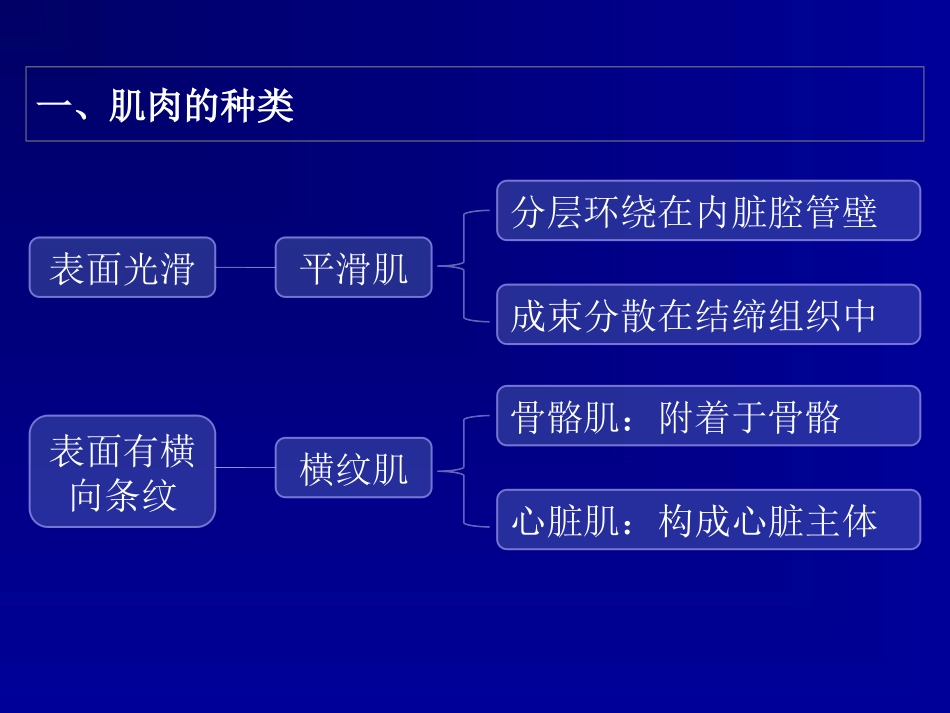 鱼类学肌肉系统_第3页