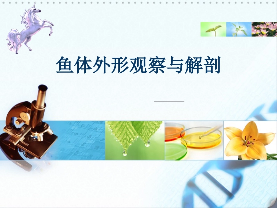 鱼体外形观察和解剖_第1页