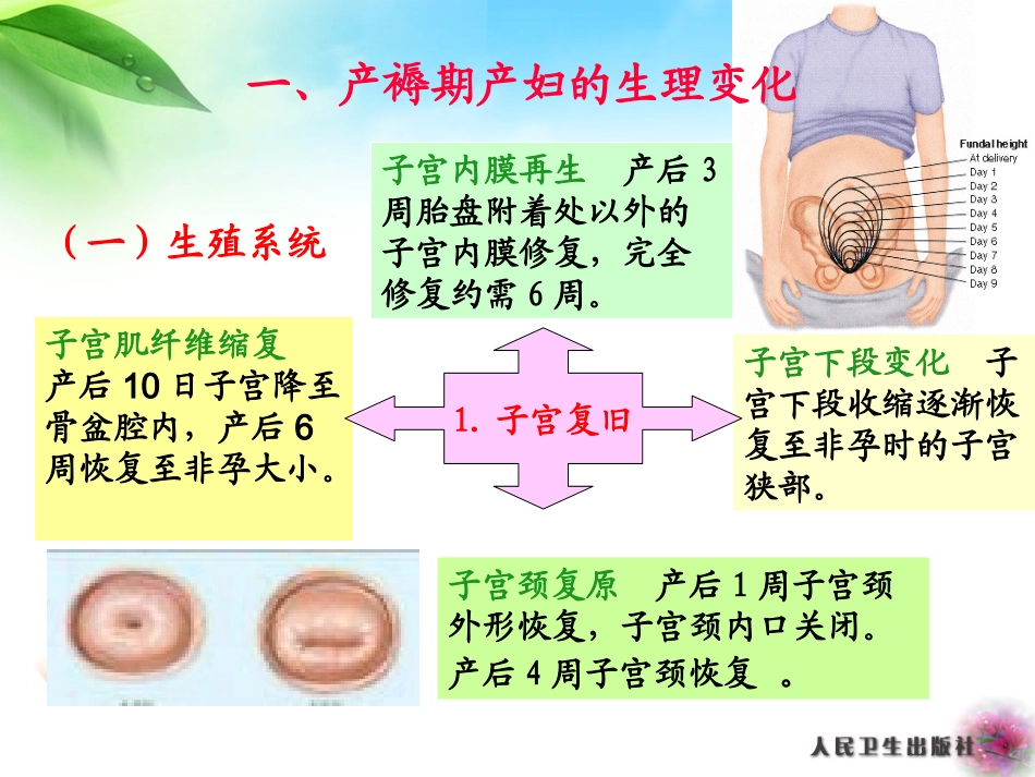 正常产褥期产妇的护理_第2页
