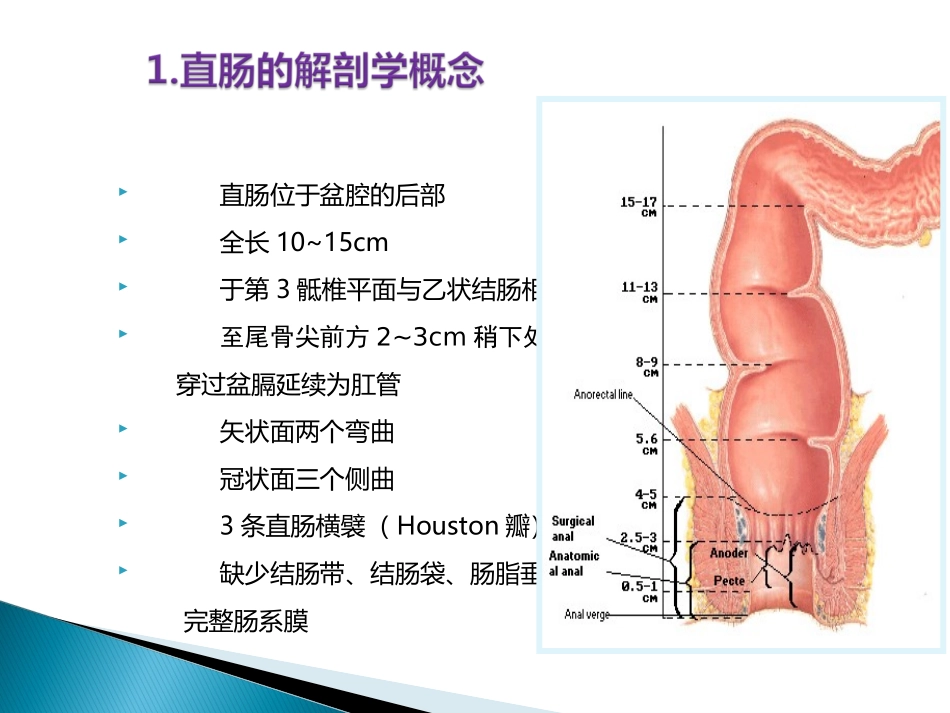 直肠相关解剖学基础讲义_第2页