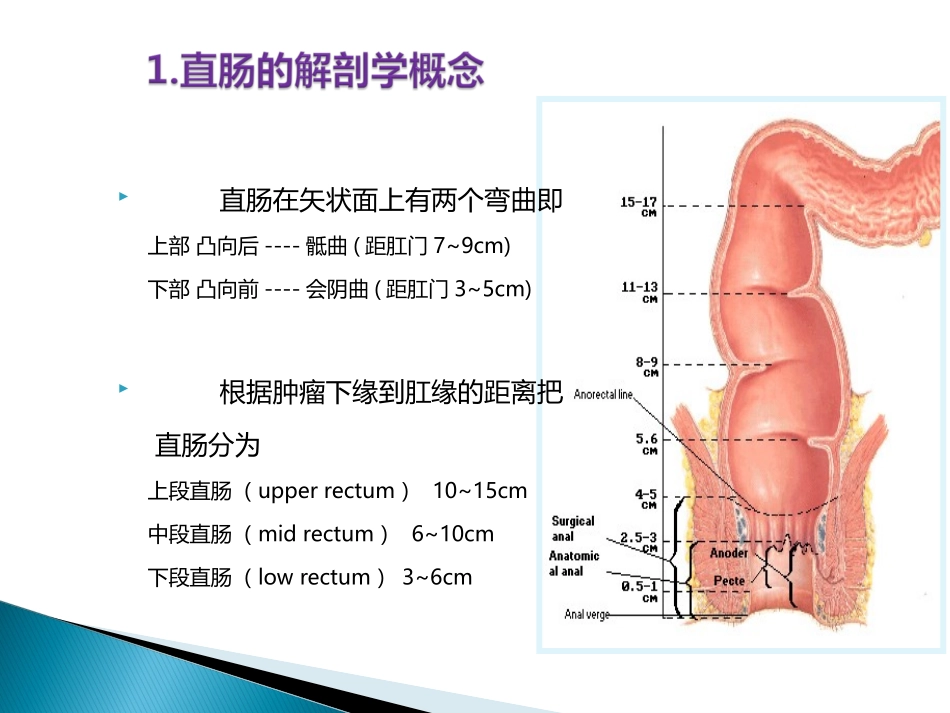 直肠相关解剖学基础讲义_第3页