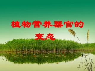 植物的营养器官变态