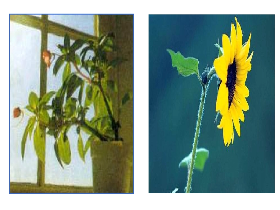 植物生长发育的调节_第2页