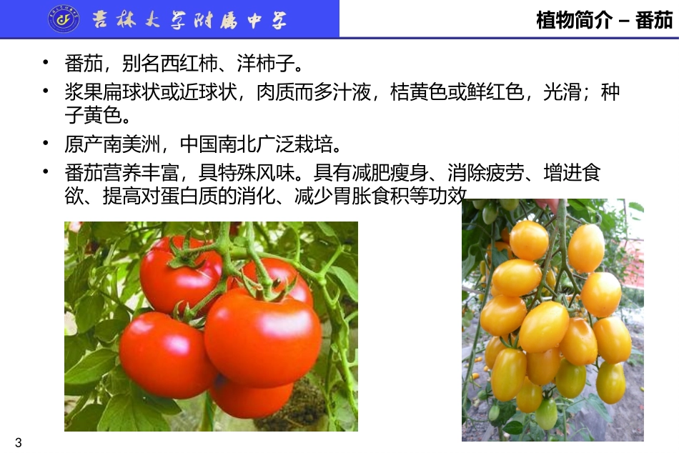 植物生长过程_第3页