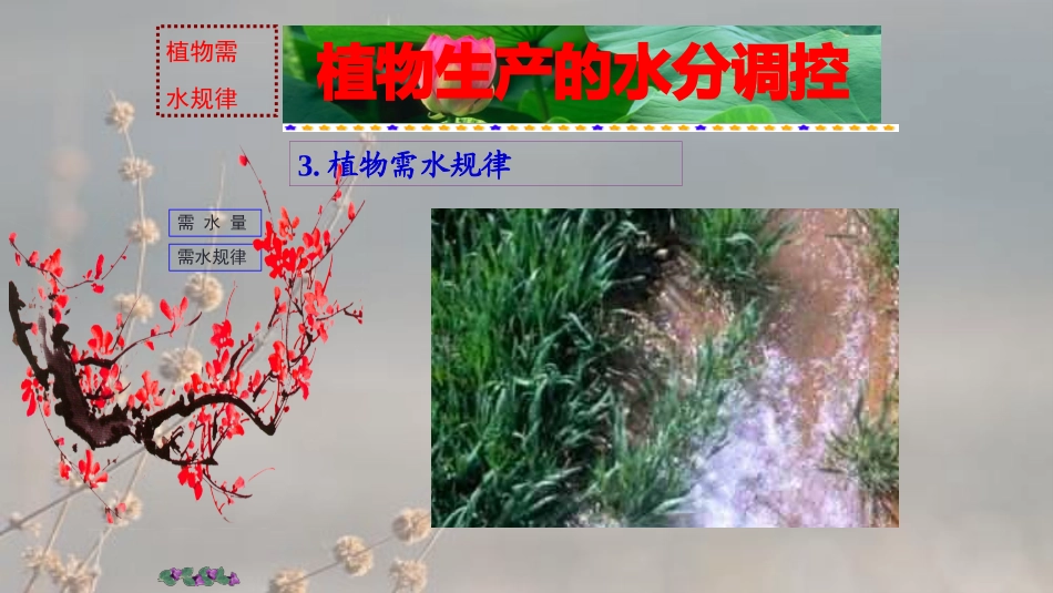 植物生长与水_第3页