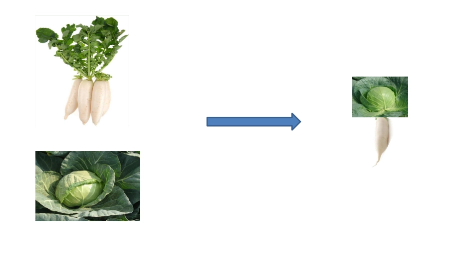 植物体细胞杂交_第3页