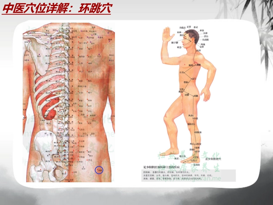 中医穴位详解环跳穴_第3页