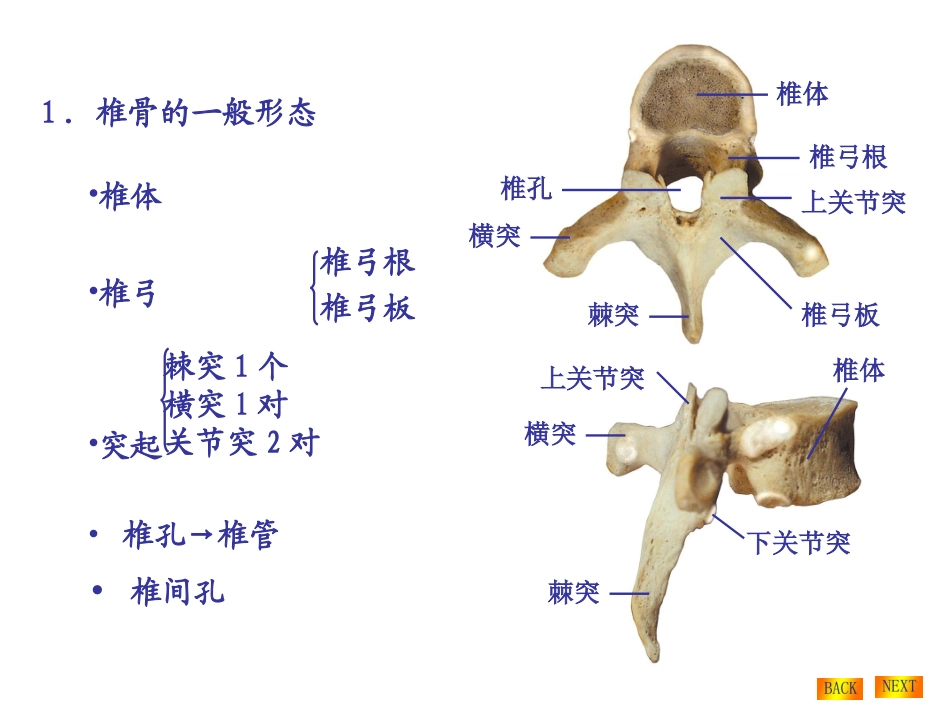 中轴骨颅骨及连接_第3页