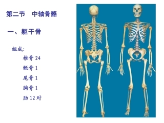 中轴骨颅骨及连接