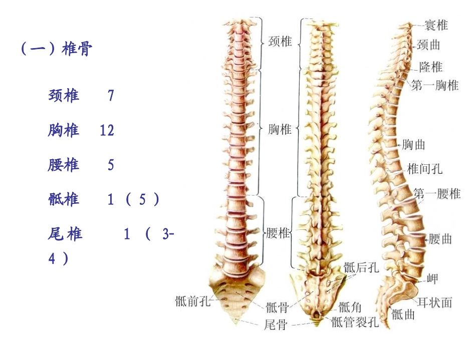 中轴骨颅骨及连接课件_第2页