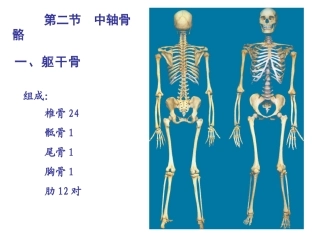 中轴骨颅骨及连接课件