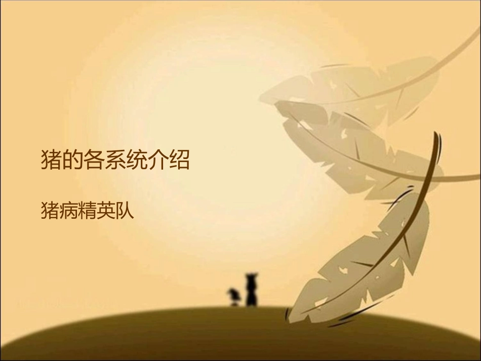 猪的内脏系统_第1页