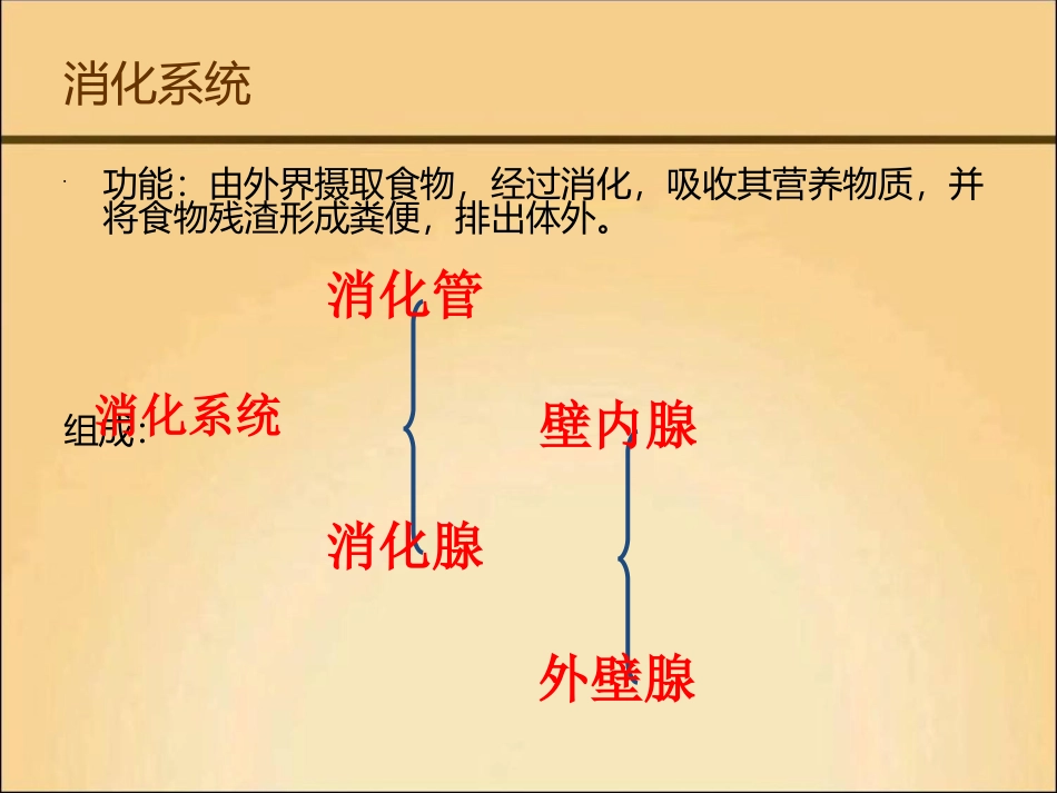 猪的内脏系统_第3页