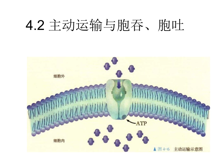 主动运输与胞吞胞吐_第1页