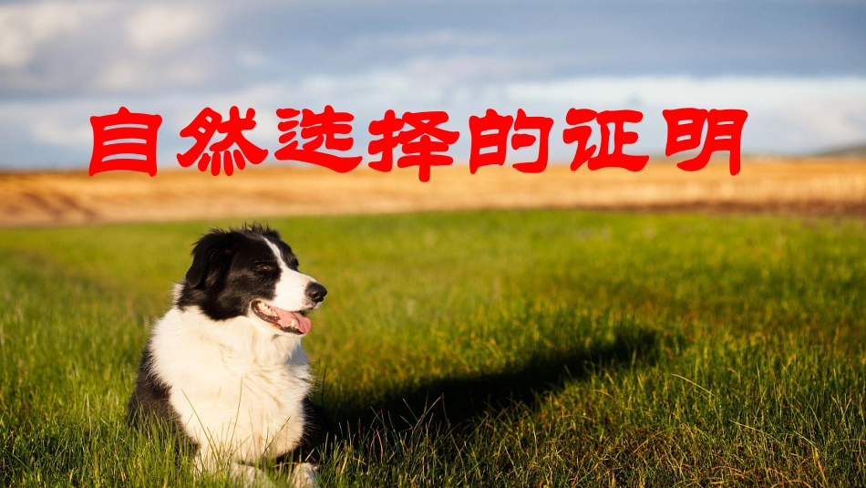 自然选择的证明课件_第1页