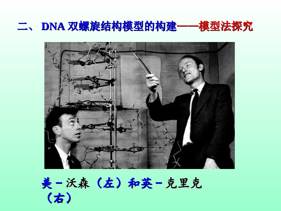 DNA分子结构复制和基因的本质_第3页