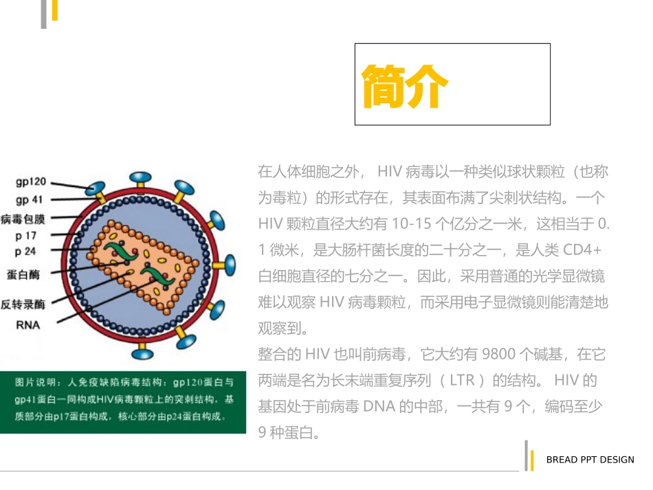 HIV编码蛋白及功能_第2页