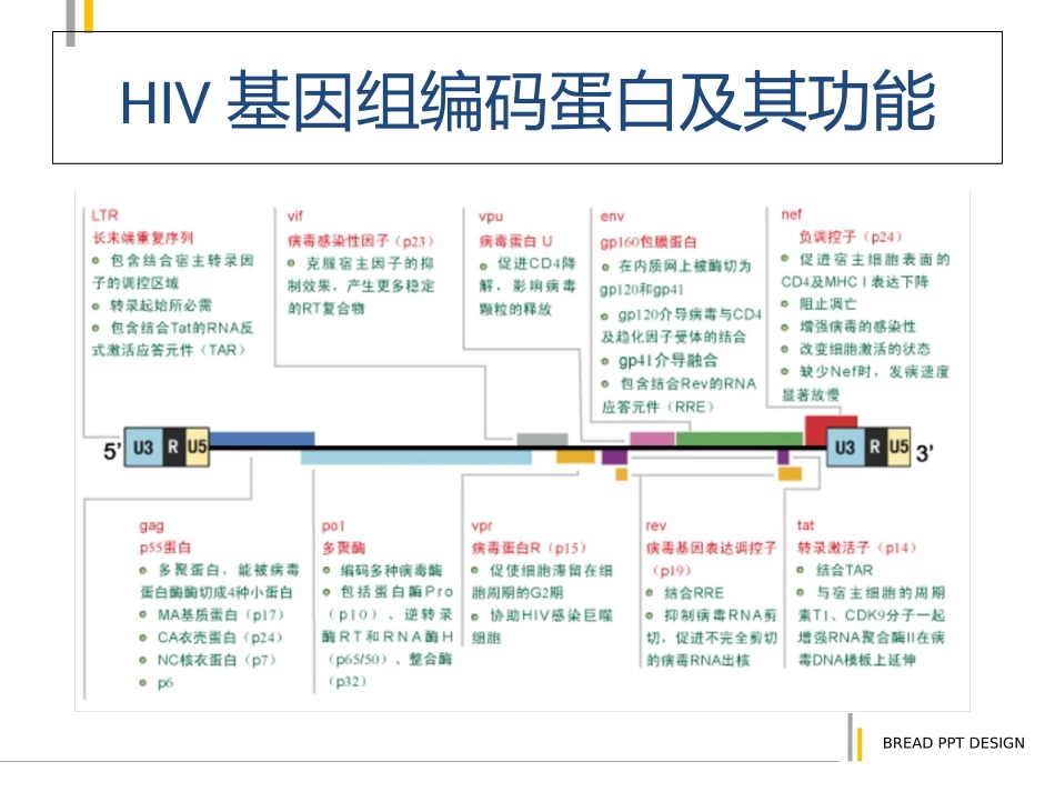 HIV编码蛋白及功能_第3页