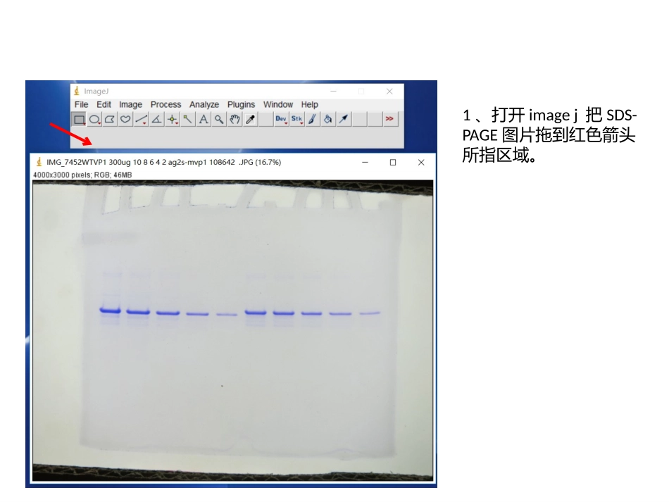 imagej对SDSPAGE灰度分析定量蛋白浓度_第3页
