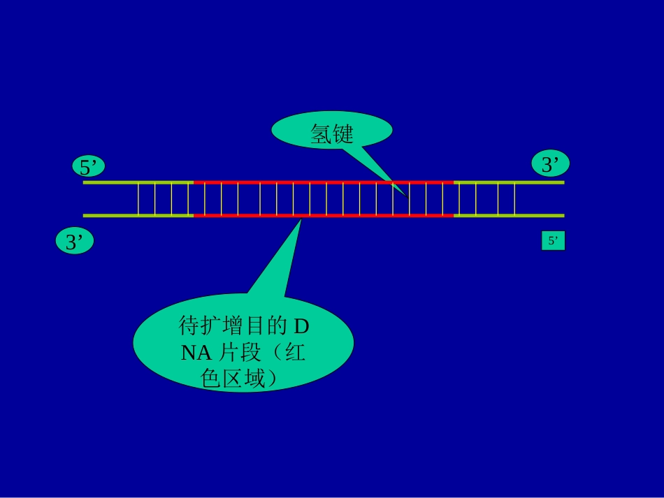 PCR基本原理示意图资料_第2页