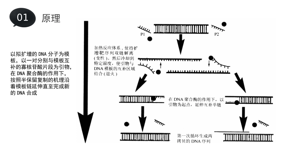 PCR技术介绍_第2页