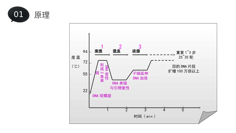 PCR技术介绍_第3页